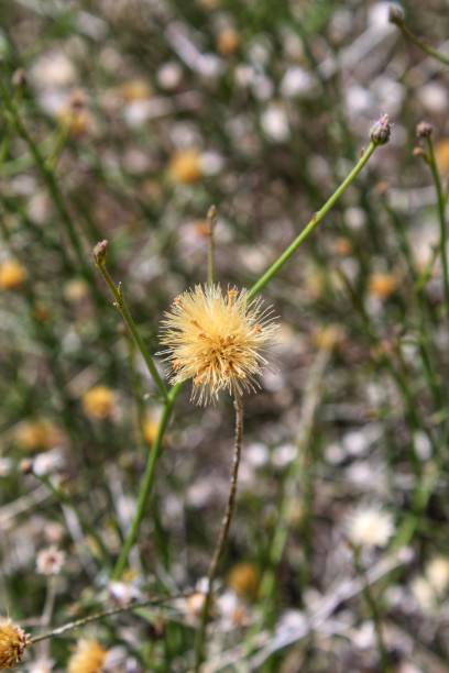 istock BEBBIA JUNCEA - SWEET BUSH - JOSHUA TREE NP - 040919 F 1147438530