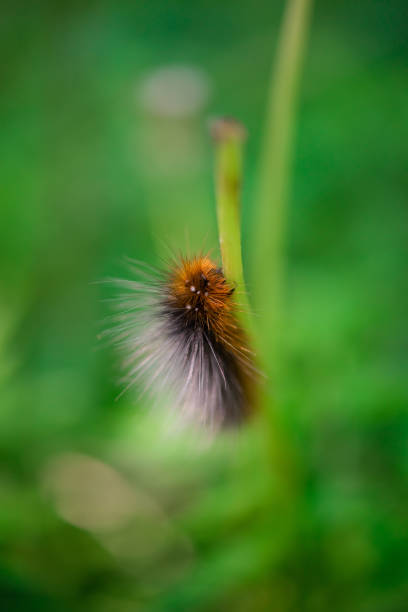 istock A Caterpillar Climbing a Green Stem 1147438723