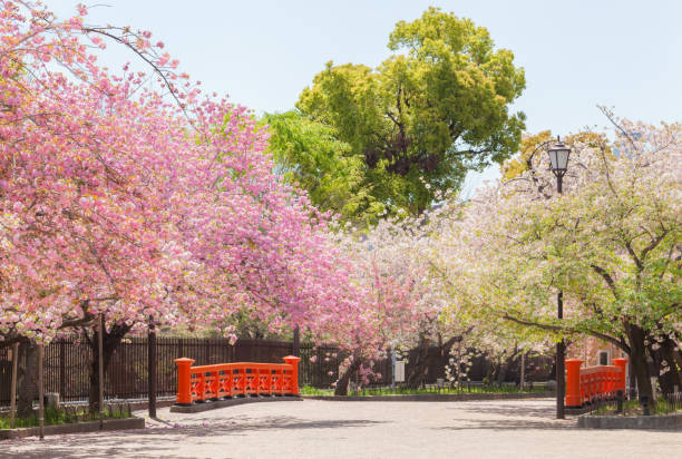 Cherry blossoms at Japan Mint (Sakura No Torinuke)