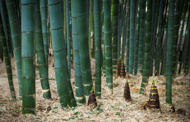 筍 - bamboo shoot 写真 ストックフォトと画像