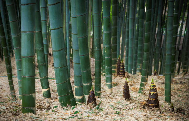 bamboo shoots - bamboo shoot imagens e fotografias de stock