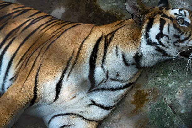 istock Portrait of tiger. 1147443579