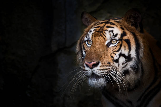 istock Portrait of tiger. 1147443615