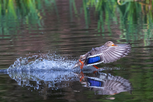Female Mallard duck landing on a pond.
