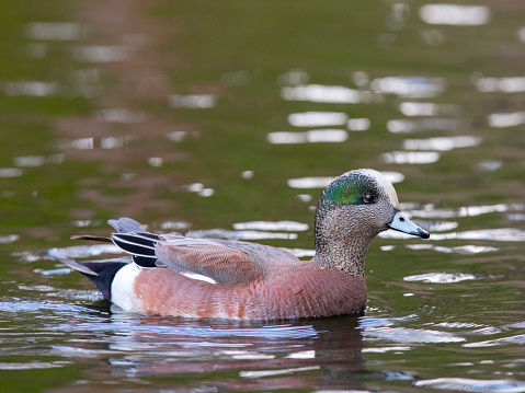 American Wigeon male duck.