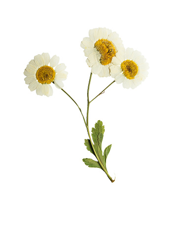 Pressed and dried flowers of feverfew. Isolated on white background. For use in scrapbooking, floristry  or herbarium.