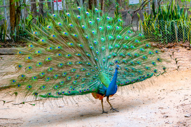 istock Peacock showing dancing is beautiful feature in nature 1147448292