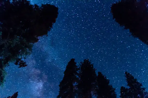 Night Sky Milky Way and Stars Above Sequoia Trees