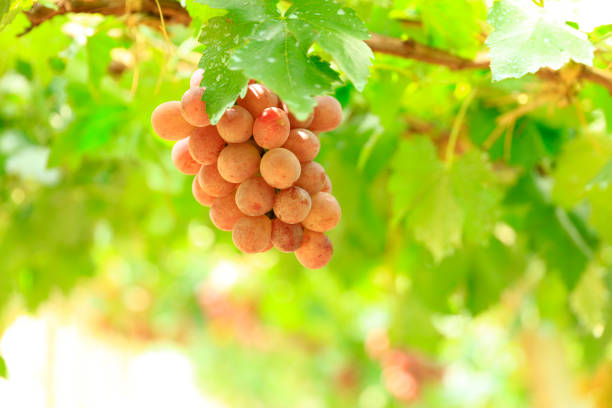 Vineyards at sunset in autumn harvest. Ripe grapes in fall