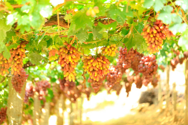 Vineyards at sunset in autumn harvest. Ripe grapes in fall