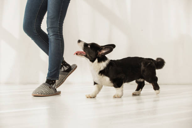 istock Black and white corgi following woman's legs indoors 1147452816