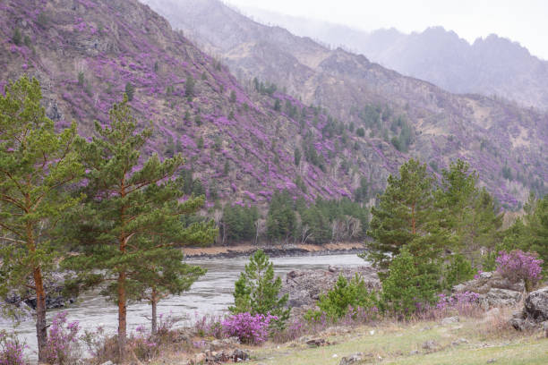 istock Blooming rhododendron in Siberia in the mountains. 1147452857