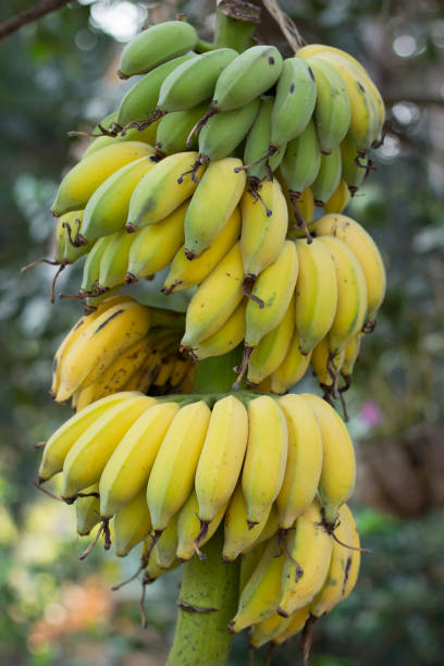 istock A bunch of banana on the tree 1147453762