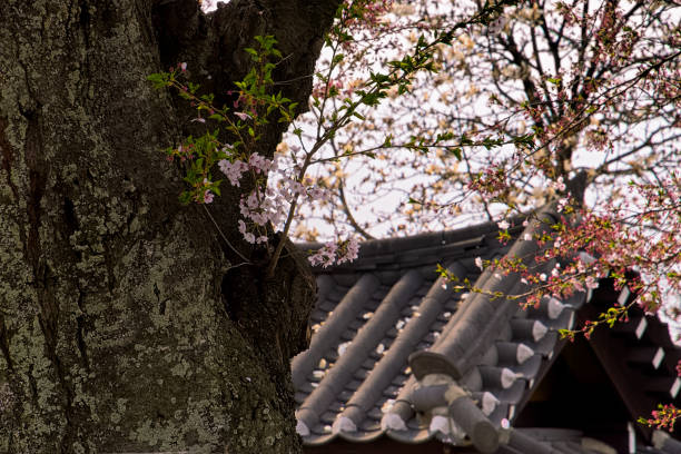 istock Old Korean roofs and Cherry blossoms VD702 1147456550