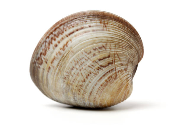 clam shell isolated on a white wooden background.