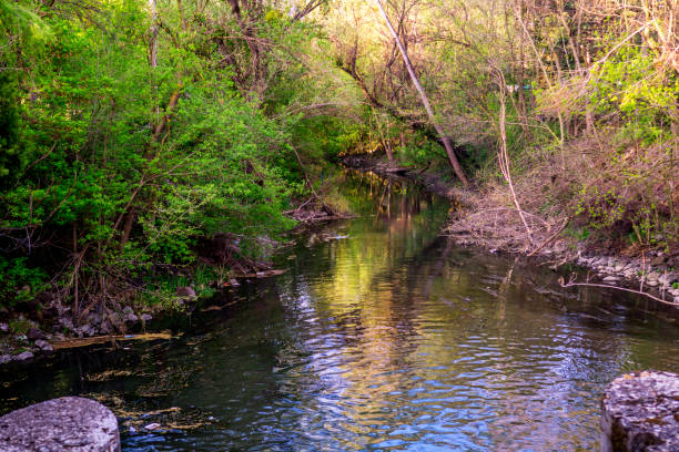 istock lake in botanic garden 1147457500