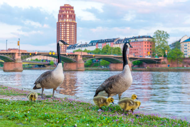 Pair of Canada geese with goslings on the banks of the River Main in Frankfurt am Main, Germany with Alte Brücke (old bridge) in background