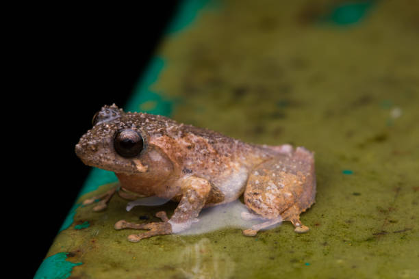 istock Macro image frog in Sabah, Borneo - Philautus Amoenus (Kamboranga Bush frog) 1147460009
