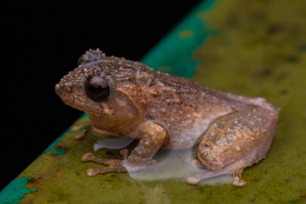 istock Macro image frog in Sabah, Borneo - Philautus Amoenus (Kamboranga Bush frog) 1147460010