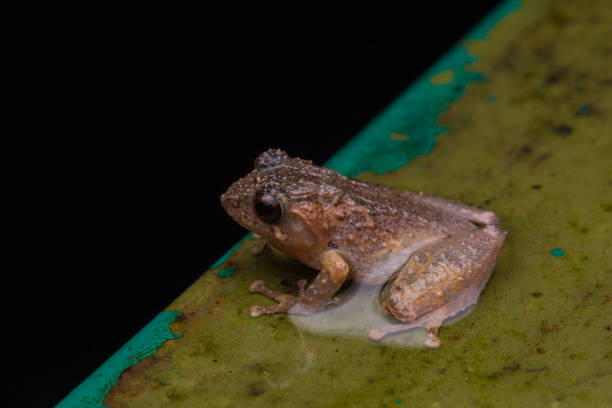 istock Macro image frog in Sabah, Borneo - Philautus Amoenus (Kamboranga Bush frog) 1147460022