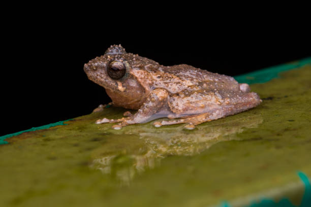 istock Macro image frog in Sabah, Borneo - Philautus Amoenus (Kamboranga Bush frog) 1147460026