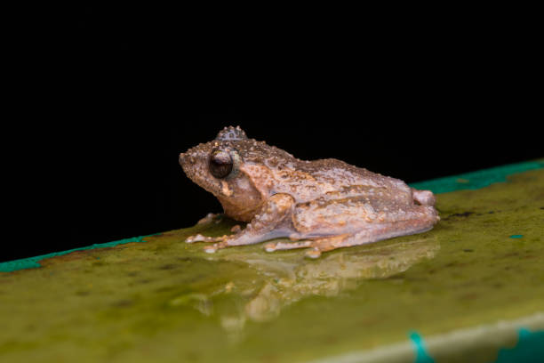istock Macro image frog in Sabah, Borneo - Philautus Amoenus (Kamboranga Bush frog) 1147460563