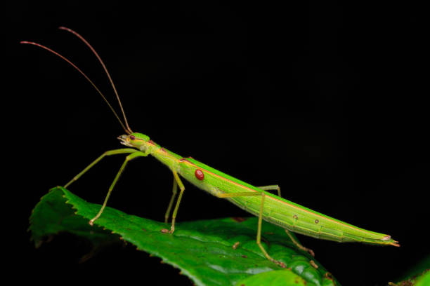 istock Beautiful Stick Insect  with water bubble on the green leaves isolated on black 1147460607