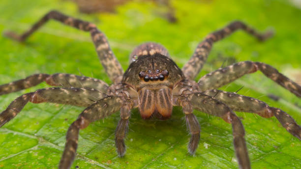 istock Spider of Borneo / Wandering Spider 1147460711