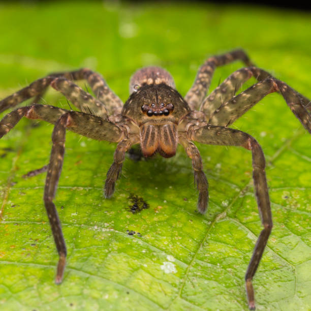 istock Spider of Borneo / Wandering Spider 1147460737