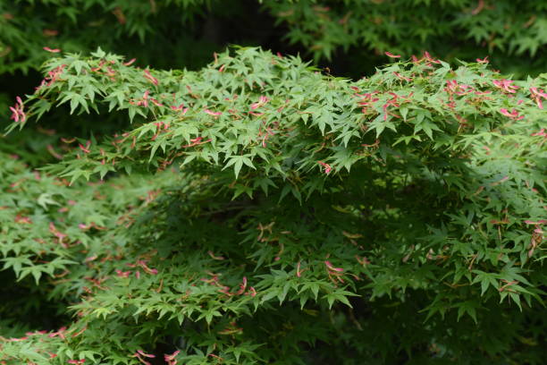 seme d'acero - maple keys seed maple tree red foto e immagini stock