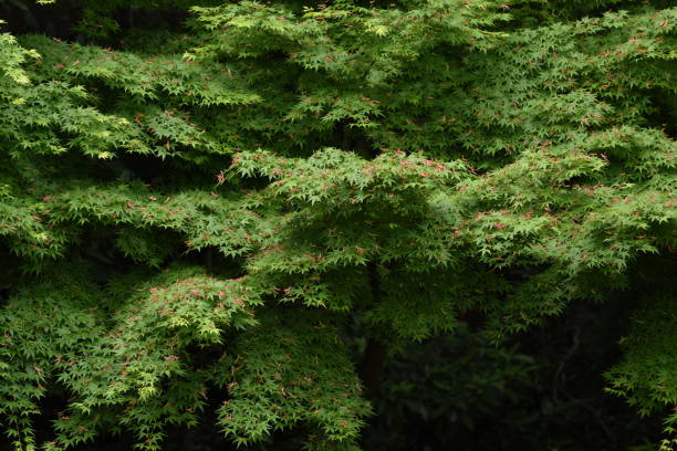 nasiona klonu - tree isolated maple tree green zdjęcia i obrazy z banku zdjęć