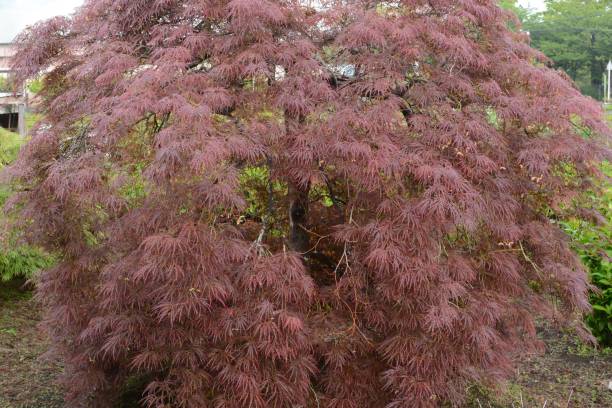 seme d'acero - maple keys seed maple tree red foto e immagini stock