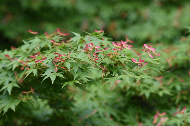 seme d'acero - maple keys seed maple tree red foto e immagini stock