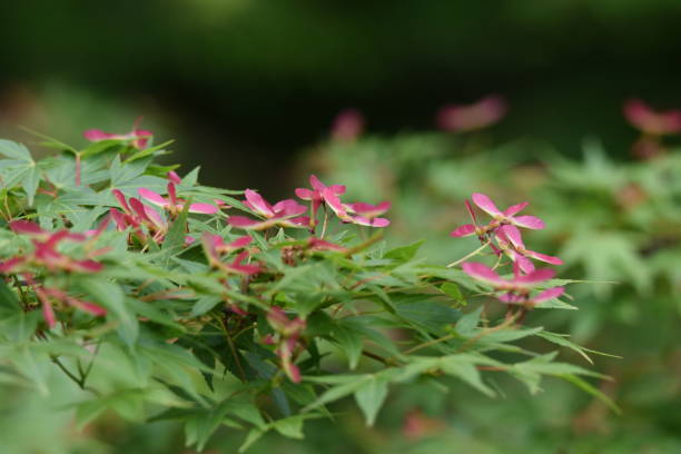 ahorn - maple keys seed maple tree red stock-fotos und bilder