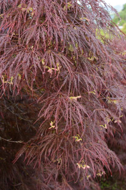 nasiona klonu - tree isolated maple tree green zdjęcia i obrazy z banku zdjęć