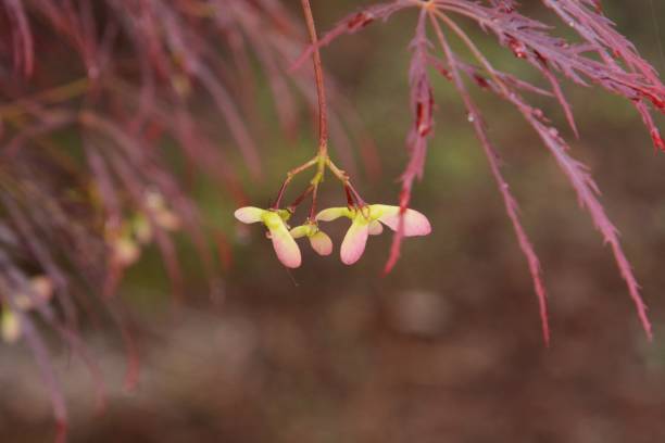 ahorn - maple keys seed maple tree red stock-fotos und bilder