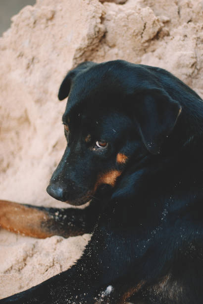 istock dog on the beach 1147461726