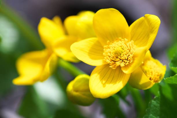 istock Ezono Ryukinka Blooming in the Heisei Forest 1147461728