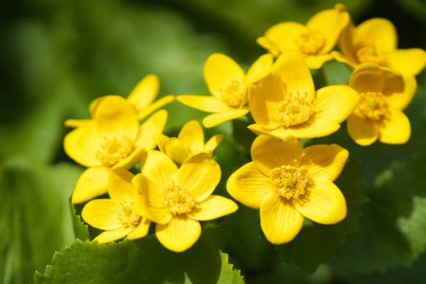 istock Ezono Ryukinka Blooming in the Heisei Forest 1147461738