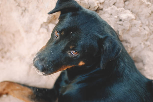 istock dog on the beach 1147461800