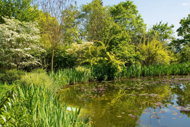 Pond in Italian Park