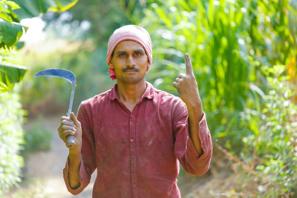 Indian farmer cutting grass with Sickles in his field