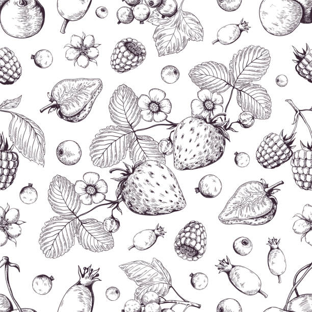 ilustrações de stock, clip art, desenhos animados e ícones de hand drawn berries pattern. vintage forest cherry strawberry blackberry cranberry sketch drawing. vector dessert menu background - strawberry plant