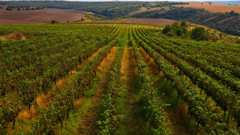 Aerial view of winery landscape