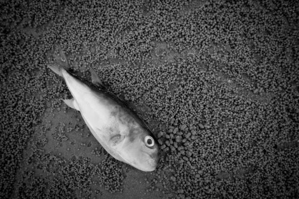 Carrion of fish on the seashore. Carrion of fish on the seashore. fish dead dead body dead animal stock pictures, royalty-free photos & images