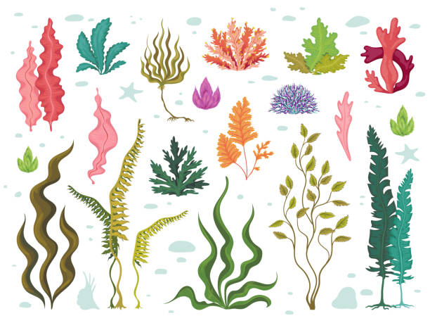 해 조류. 바다 수 중 식물, 바다 산호초와 수생 다시 마, 손으로 그린 해양 식물 세트. 벡터 해 초 만화 스케치 - seaweed stock illustrations
