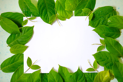 green leafs frame abstract background isolated on white