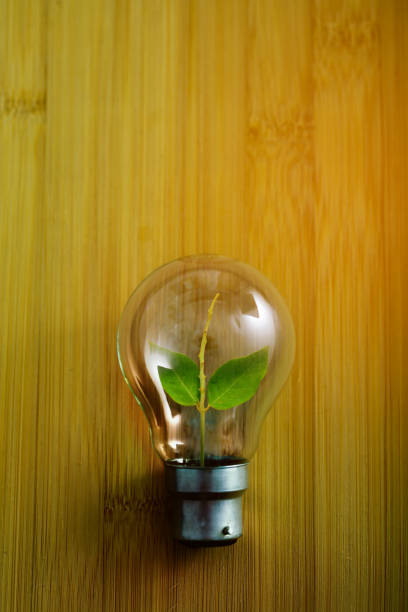 istock bulb with green leaf on wooden background 1147467521