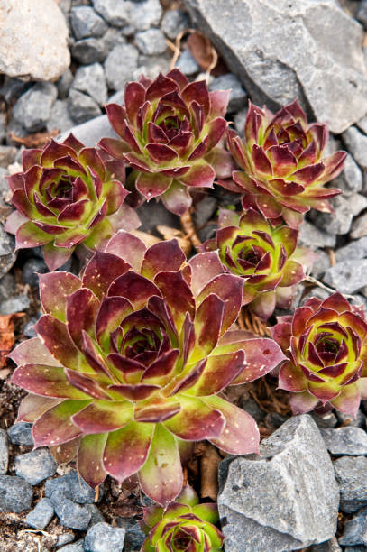 istock Garden design of a succulent on grey rocks 1147469215