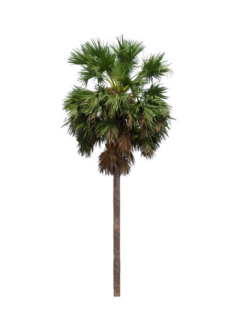 istock sugar palm on white background from Thailand 1147469252